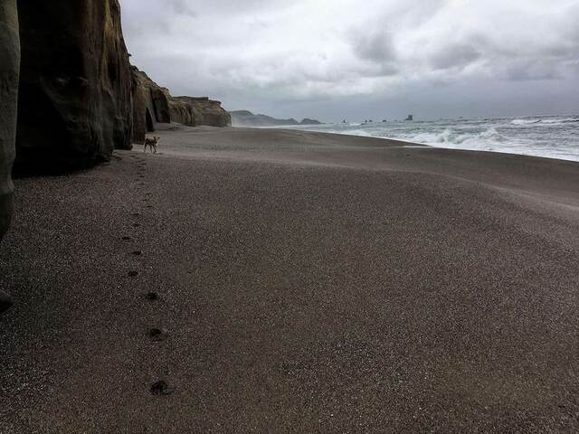 Teddy walking along a dark, damp beach leaving a trail of paw prints, with tall cliffs to the left and waves rolling in on the right under a stormy sky