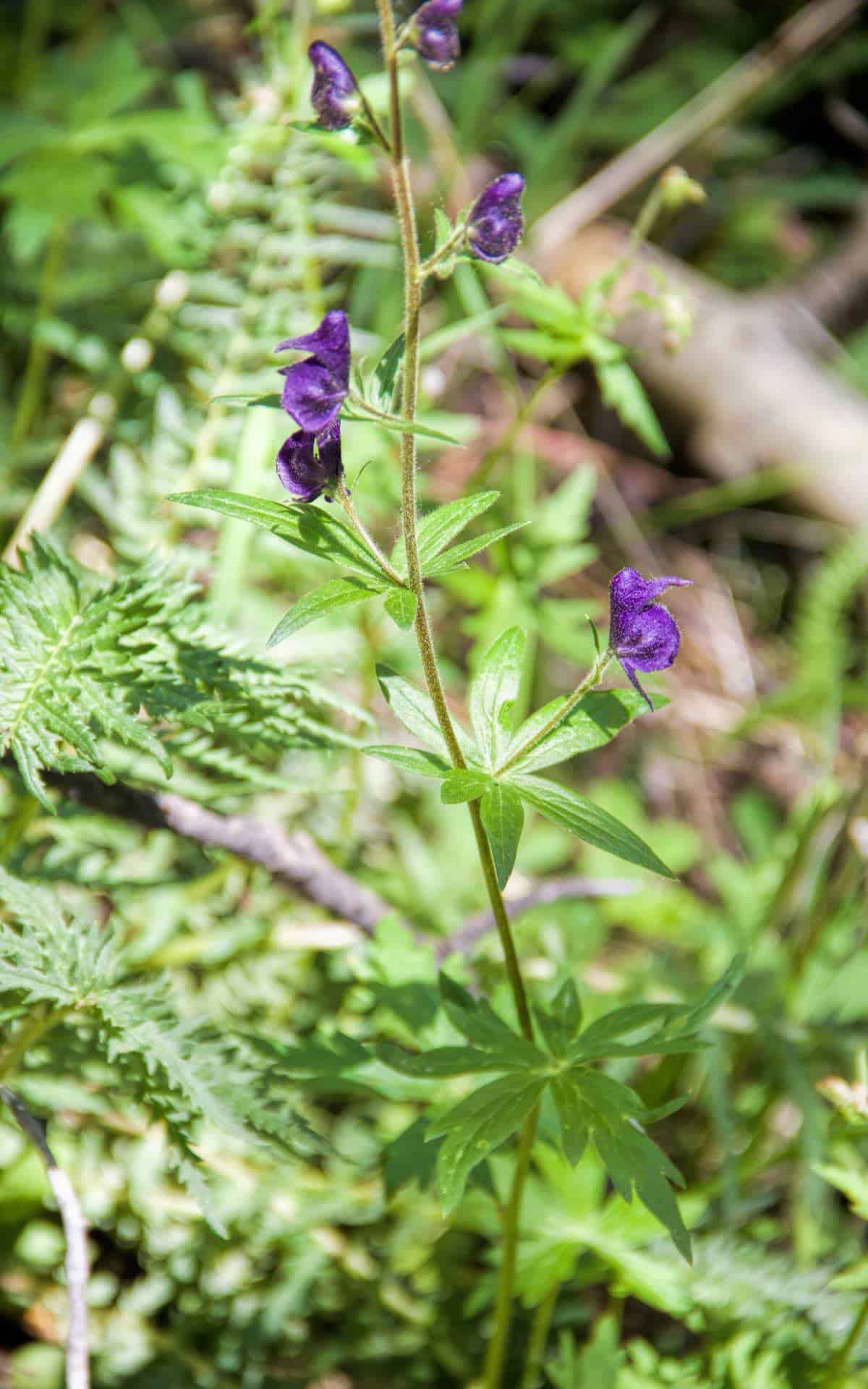 Buffalo Peaks Wilderness wild Monkshood