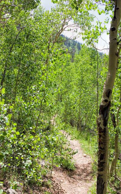 Buffalo Peaks Wilderness poplar trees