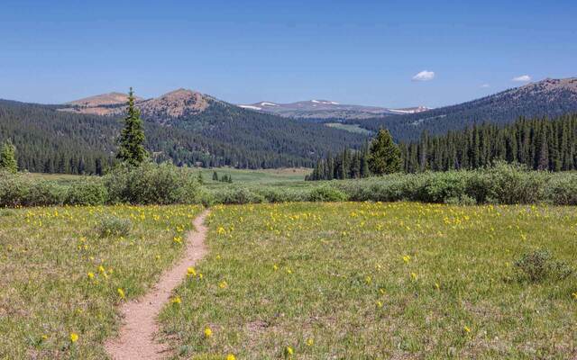 Rough tumbling trail — Four Mile Creek Trail, Buffalo Peaks Wilderness CO