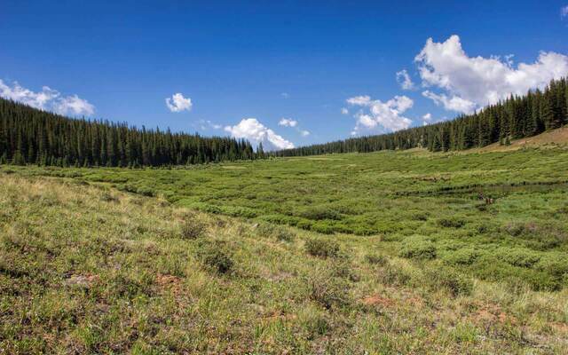 Buffalo Peaks Wilderness Meadow