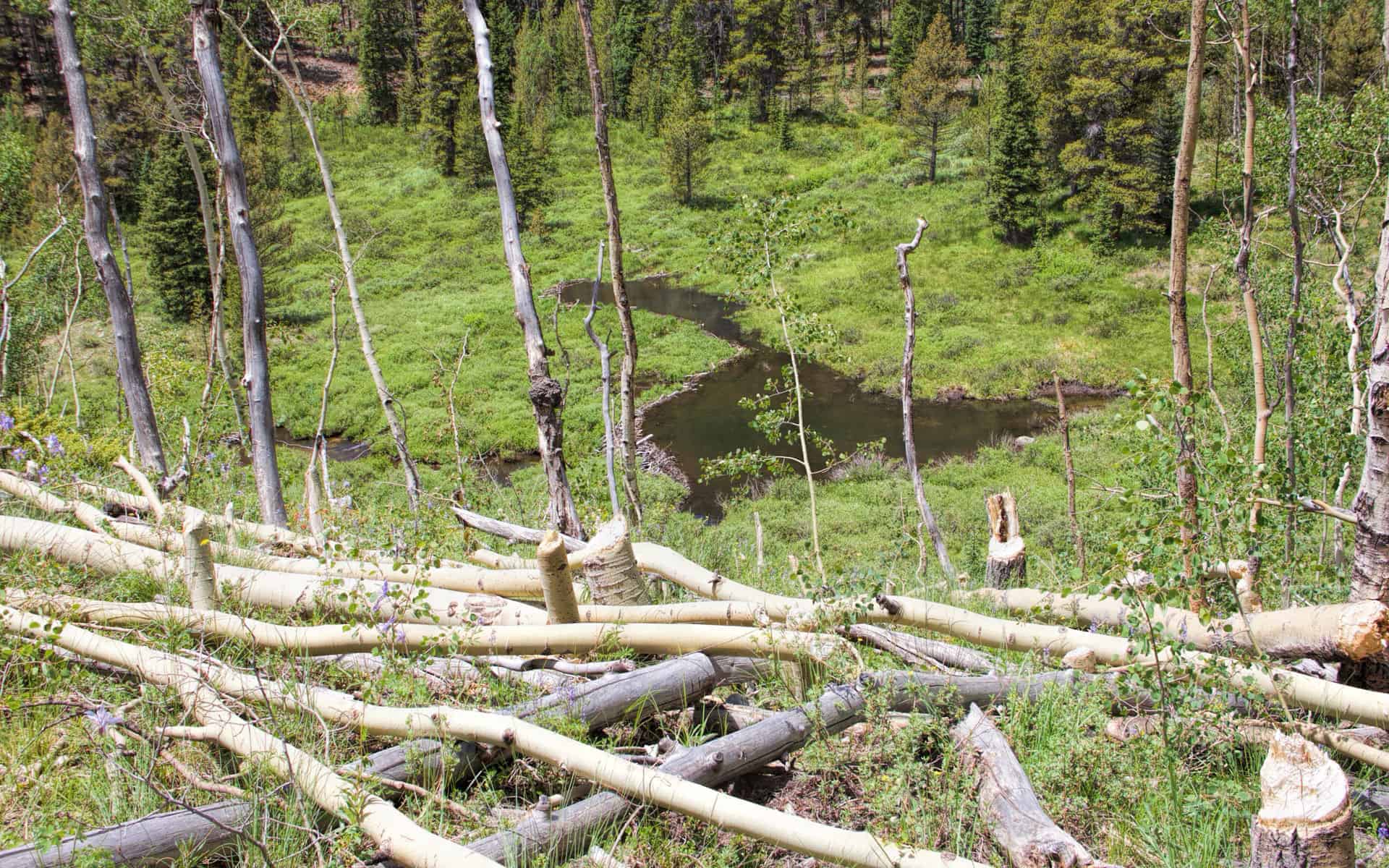 Beaver pond Rough and Tumbling Trail, Buffalo Peaks Wilderness CO