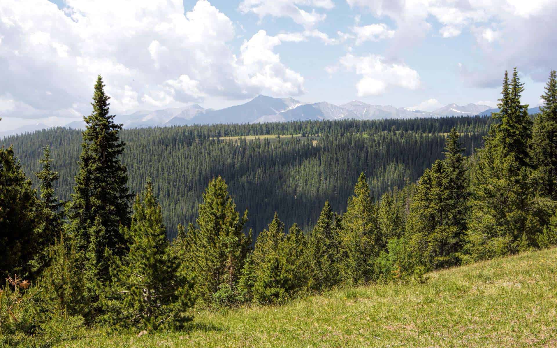 Four Mile Creek Trail, Buffalo Peaks Wilderness CO