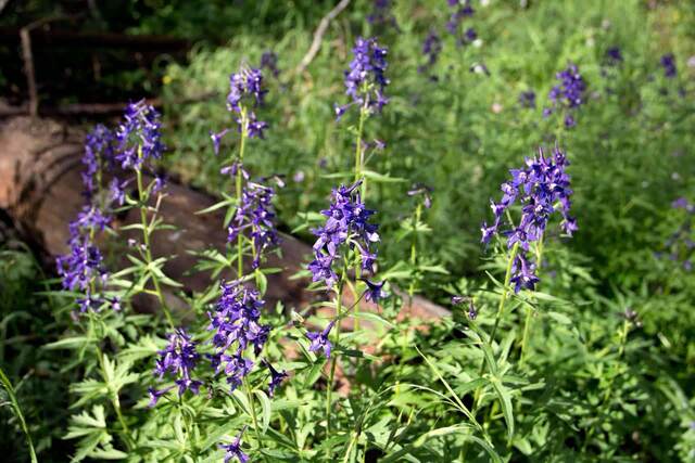 Tall purple larkspur wildflower spikes rising from a grassy trailside, with a weathered log in the background