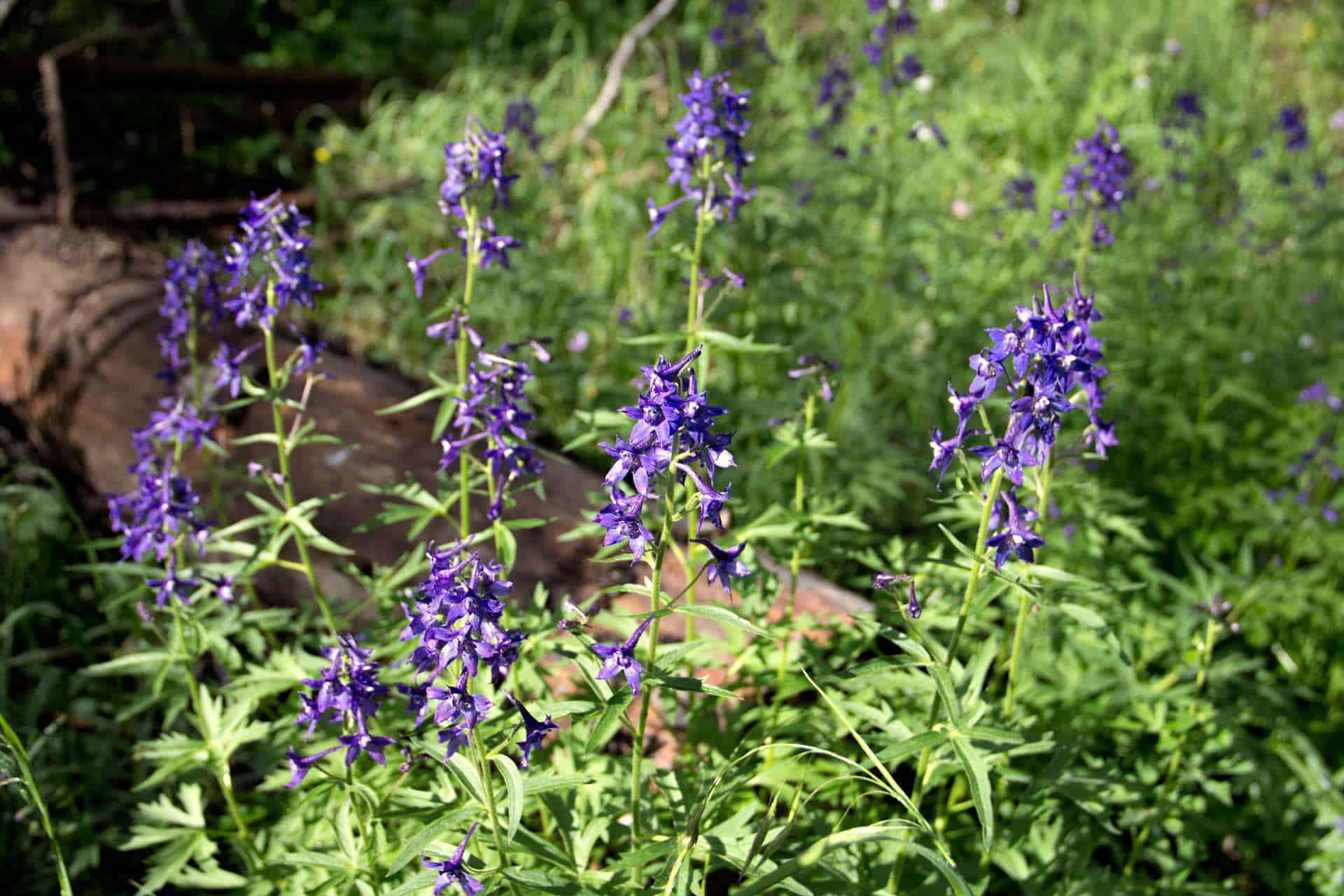 Tall purple larkspur wildflower spikes rising from a grassy trailside, with a weathered log in the background