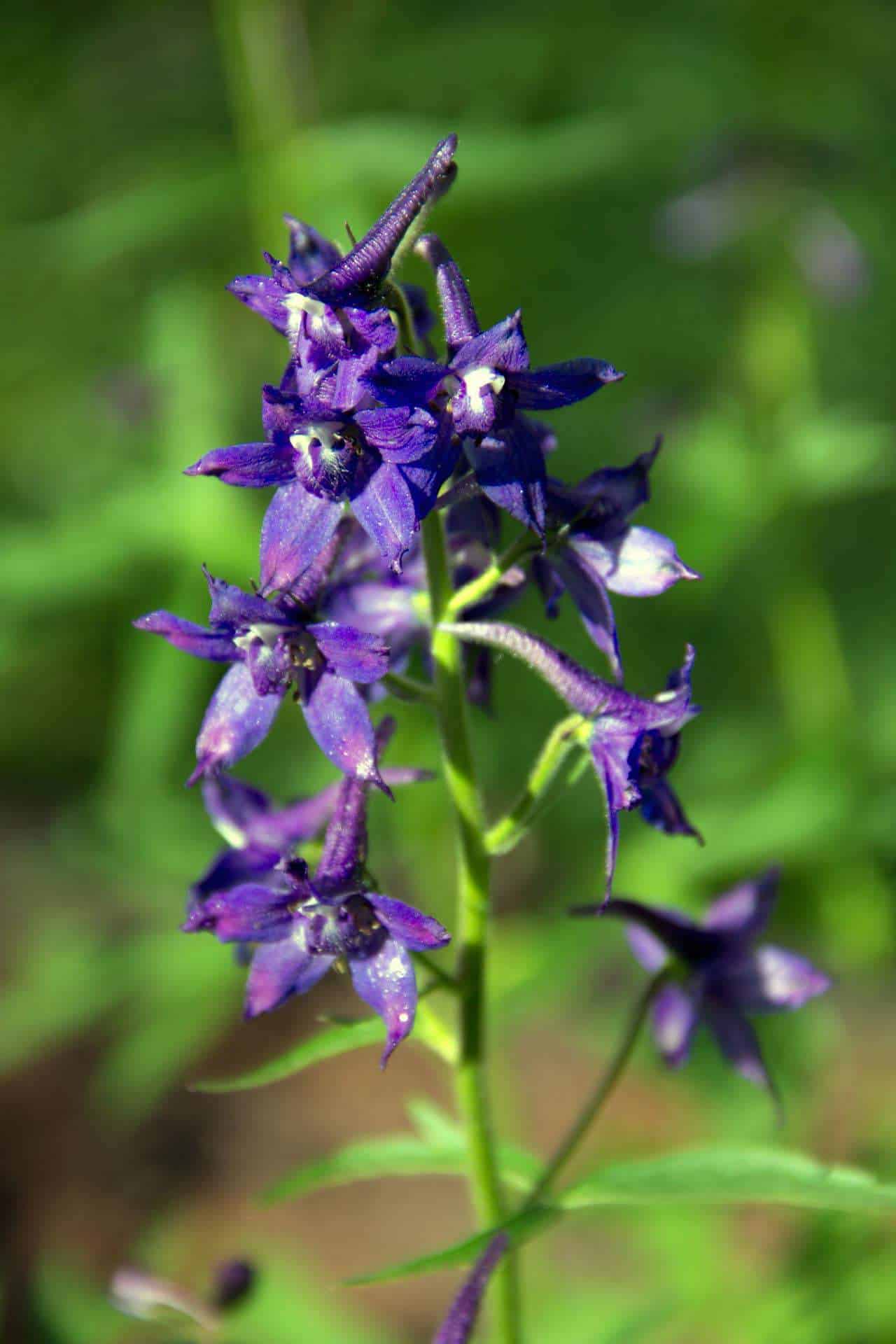 A close-up of a purple larkspur flower spike with delicate spurred blossoms against a blurred green background