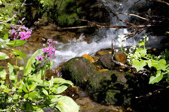 Pink shooting star and white wildflowers blooming alongside a rushing, moss-covered rocky stream