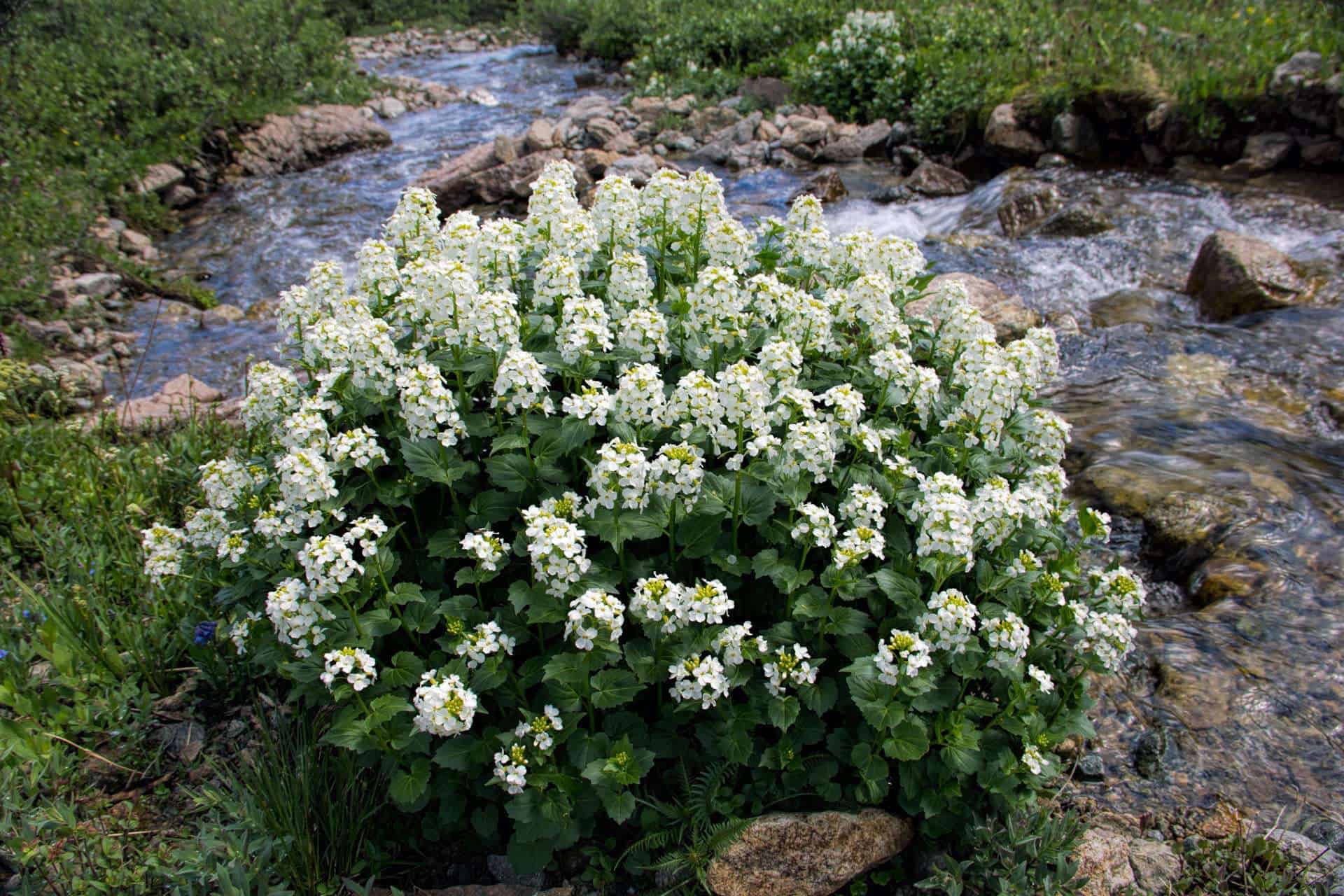 A cluster of white bistort wildflowers blooming beside a rocky mountain stream