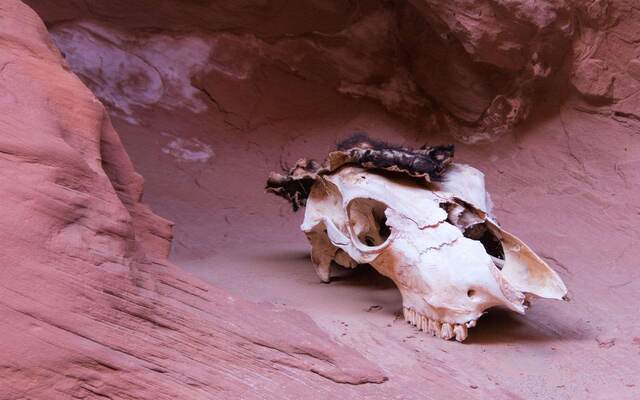 Humor in Little Death Hollow Slot Canyon