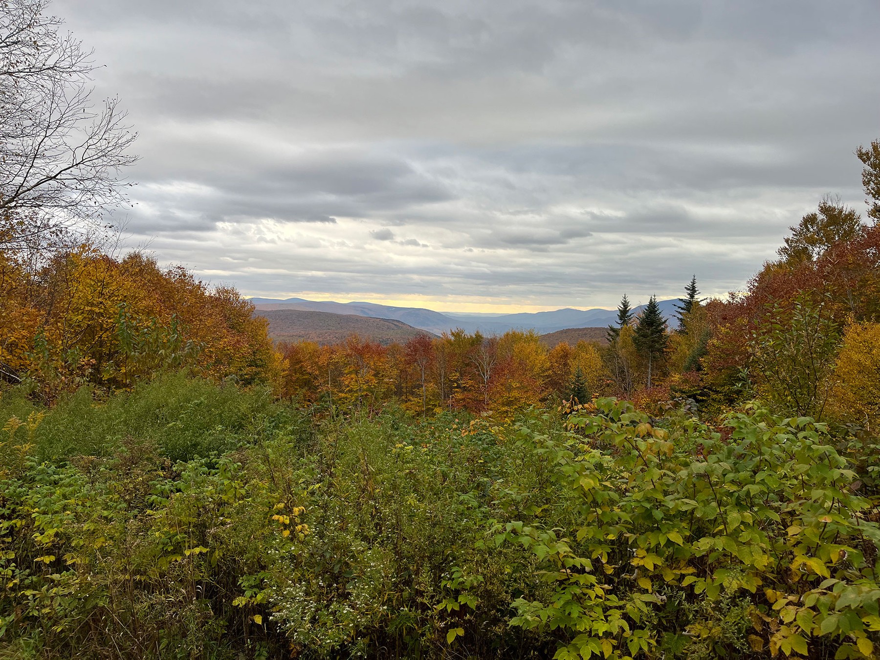 A hillside of fall foliage with mountains fading into the distance under overcast skies