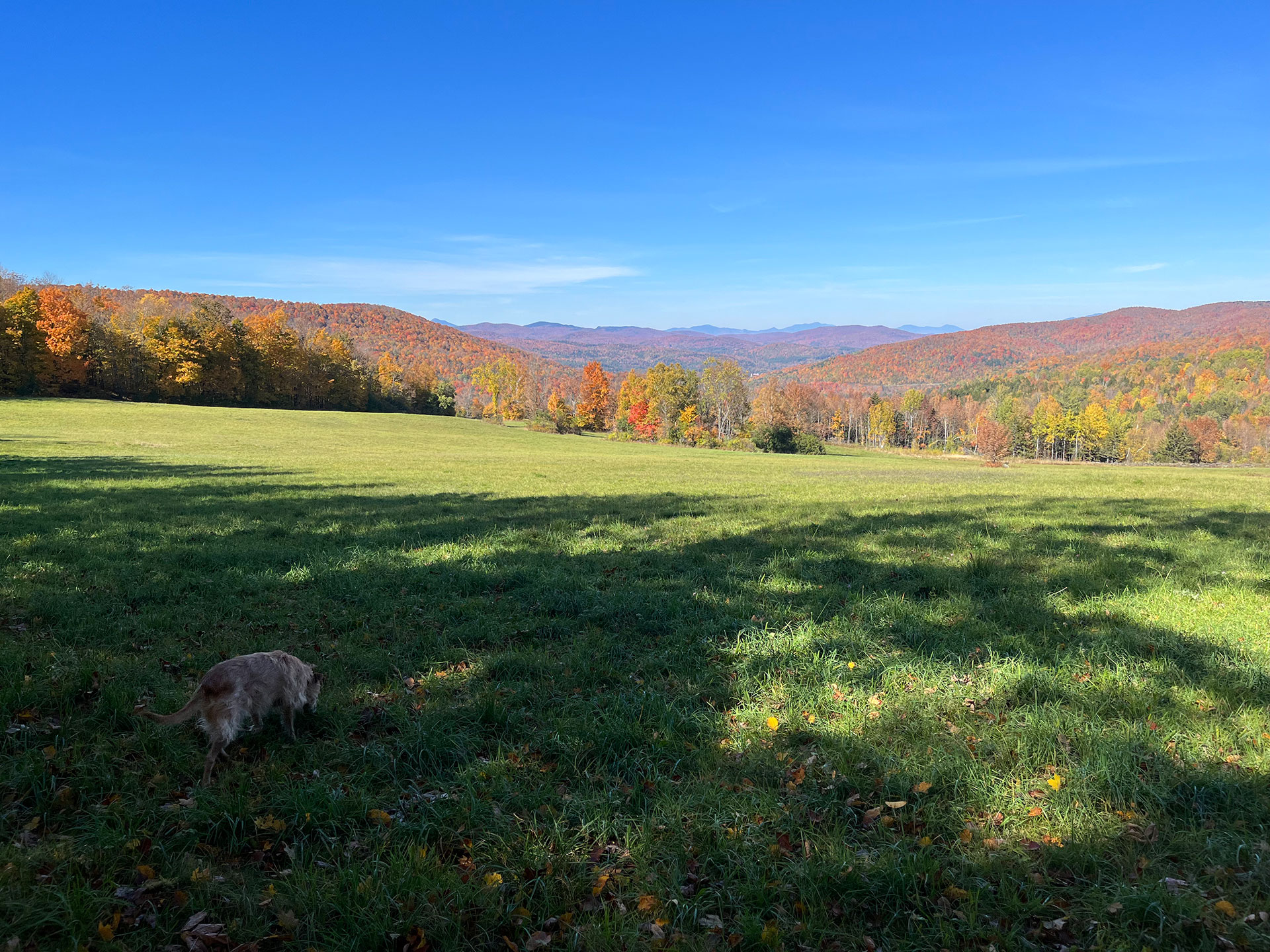 Teddy sniffing around a grassy field with fall-colored mountains behind him