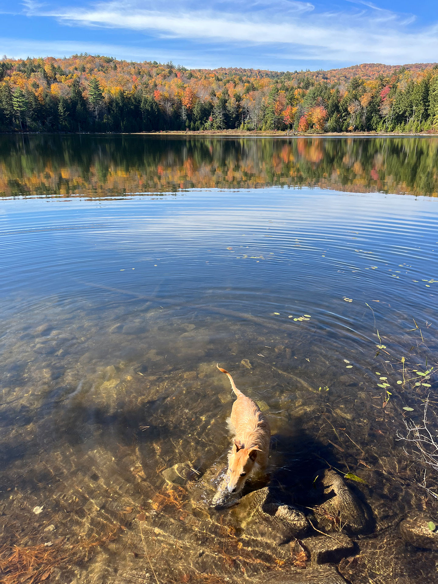 Teddy wading into the clear water of a lake with fall foliage reflected on the surface