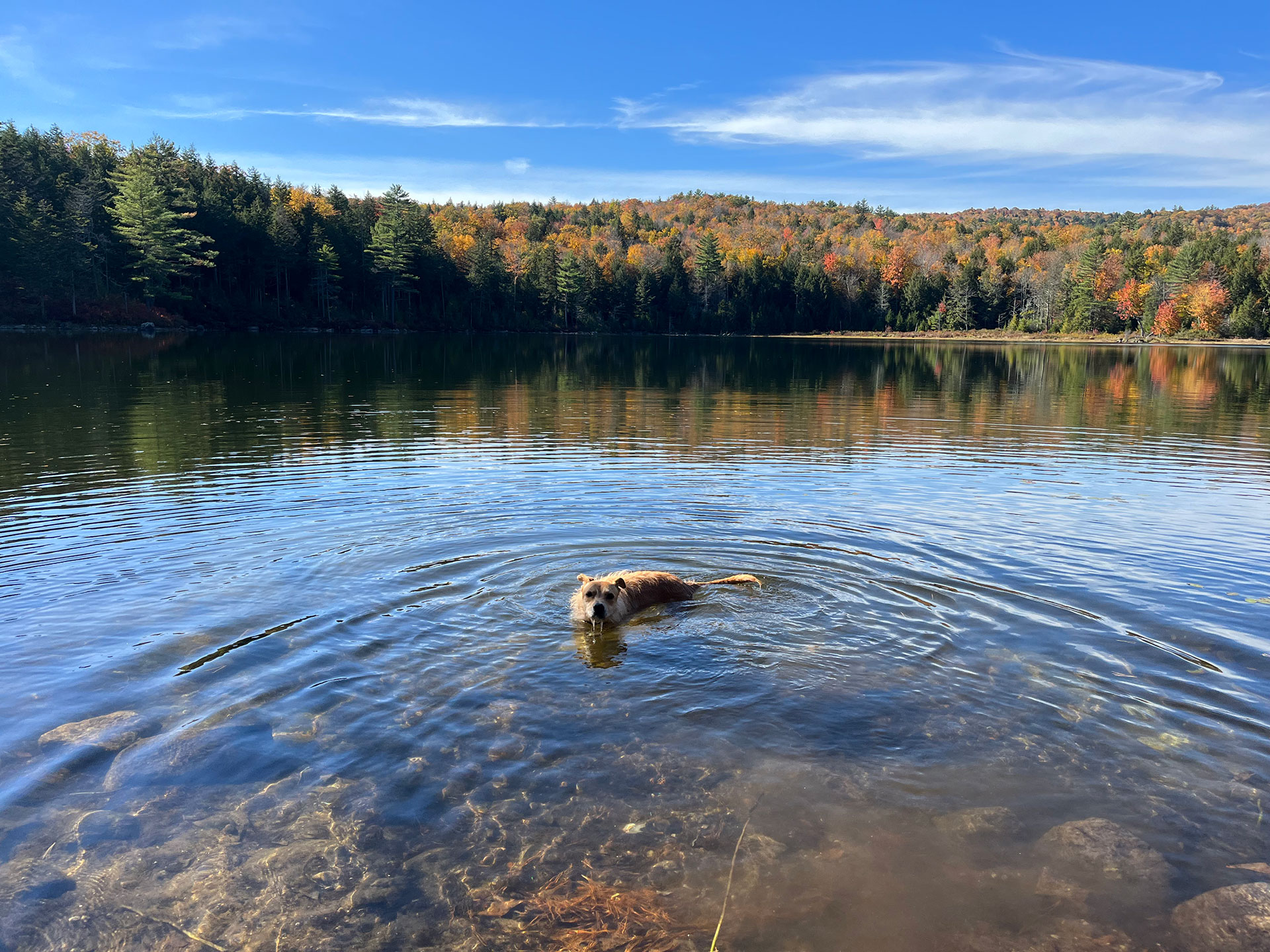 Teddy swimming in a lake surrounded by fall-colored trees