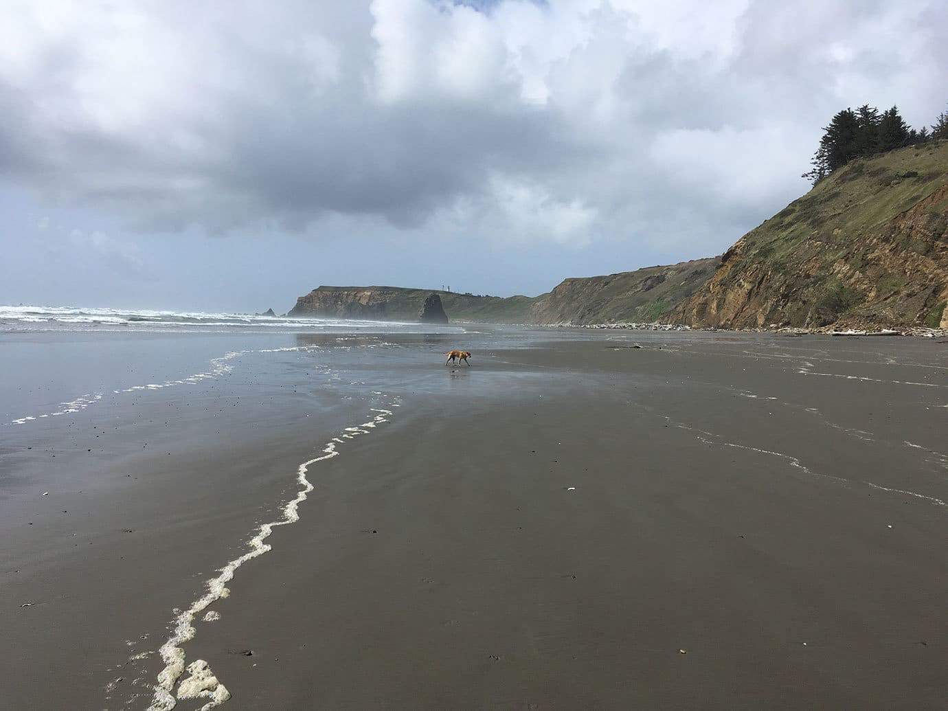 Teddy walking along a beach beneath dramatic storm clouds, with a rocky headland to the left