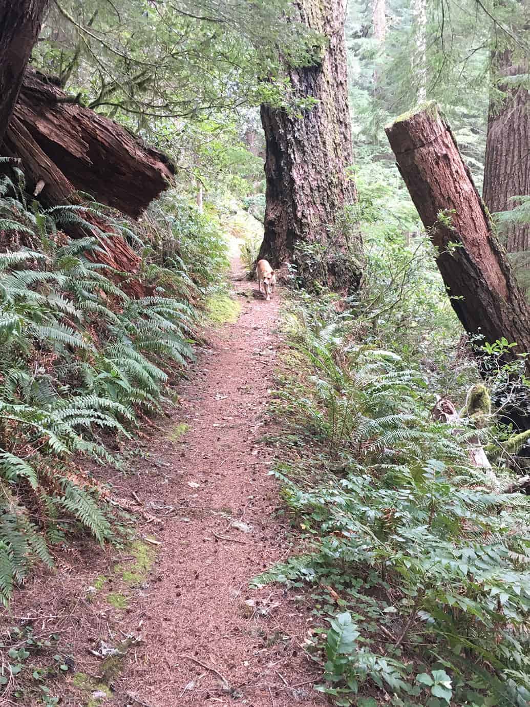 Teddy walking along a forest trail through ferns, moss, and massive fallen tree trunks in the old-growth rainforest