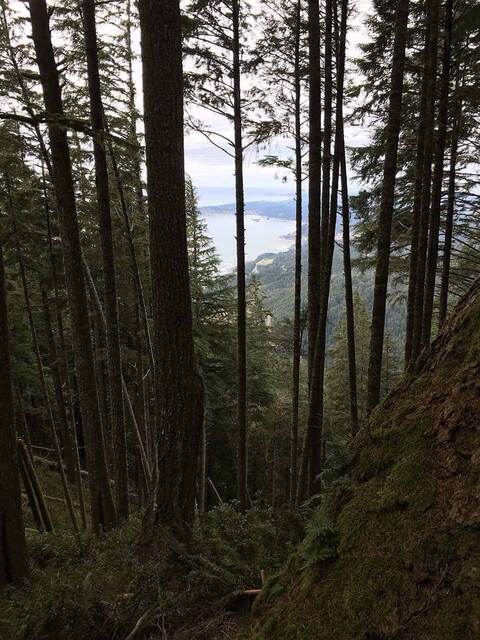 A view through tall Douglas firs down to a distant blue bay and coastline, framed by a moss-covered rock