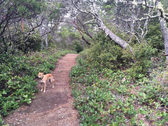 Teddy standing on a narrow forest trail through low shrubs and gnarled, lichen-draped trees
