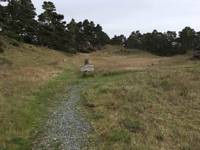 A gravel path through a grassy meadow leading to a wooden trail sign among scattered pines