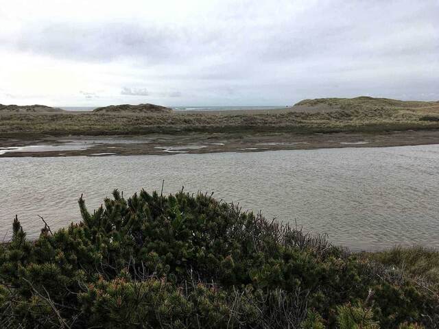 A view across a calm tidal slough toward grassy dunes and the ocean beyond, framed by shore pine