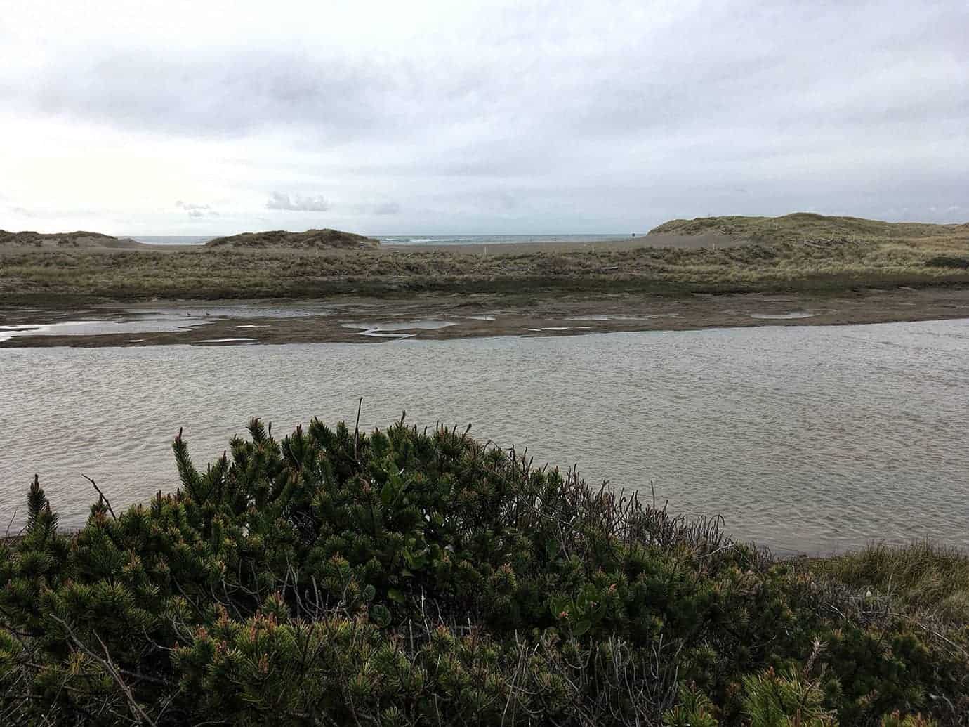 A view across a calm tidal slough toward grassy dunes and the ocean beyond, framed by shore pine