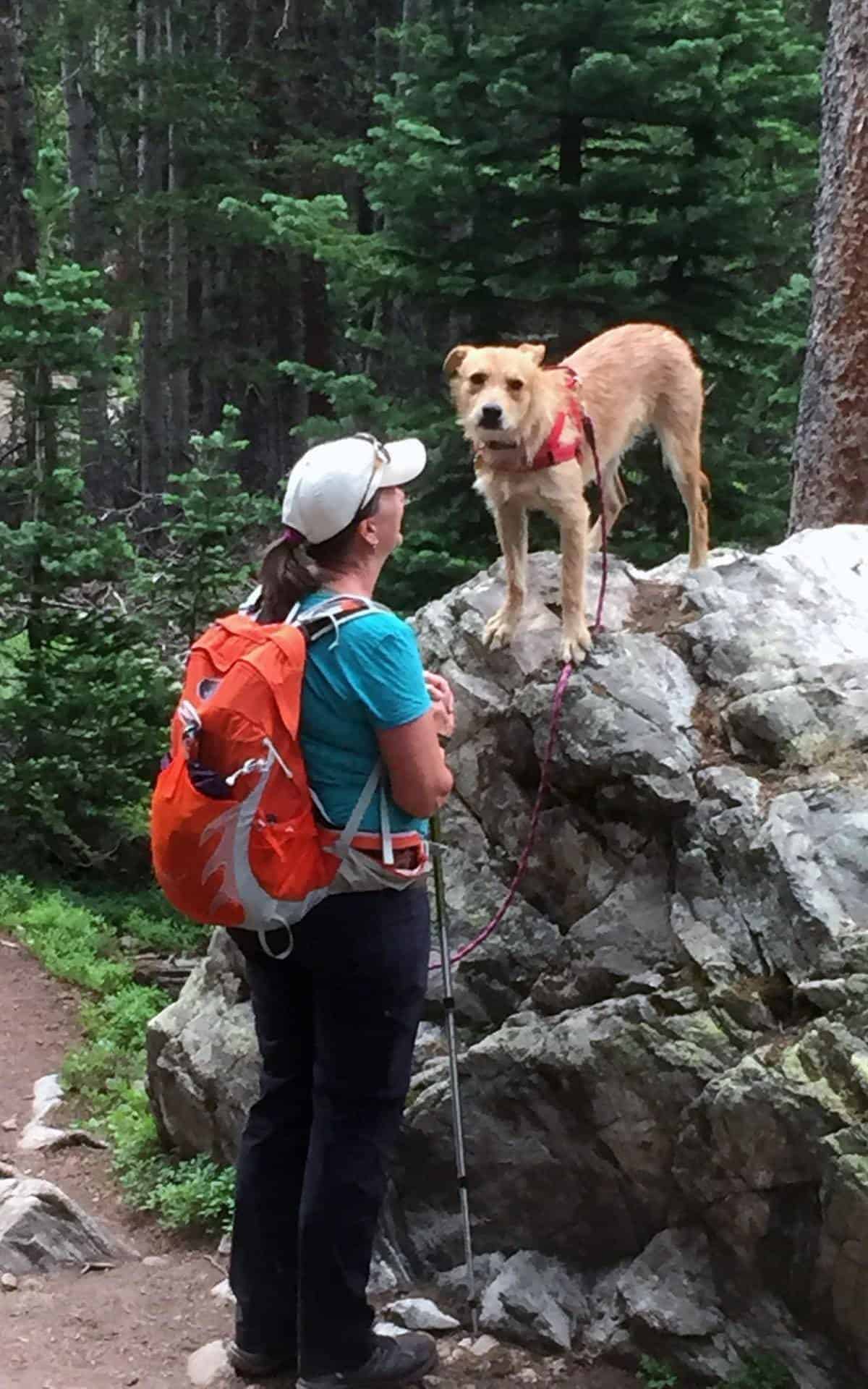A hiker with an orange backpack and trekking pole standing beside Teddy, who is perched on top of a large trailside boulder with his leash trailing down