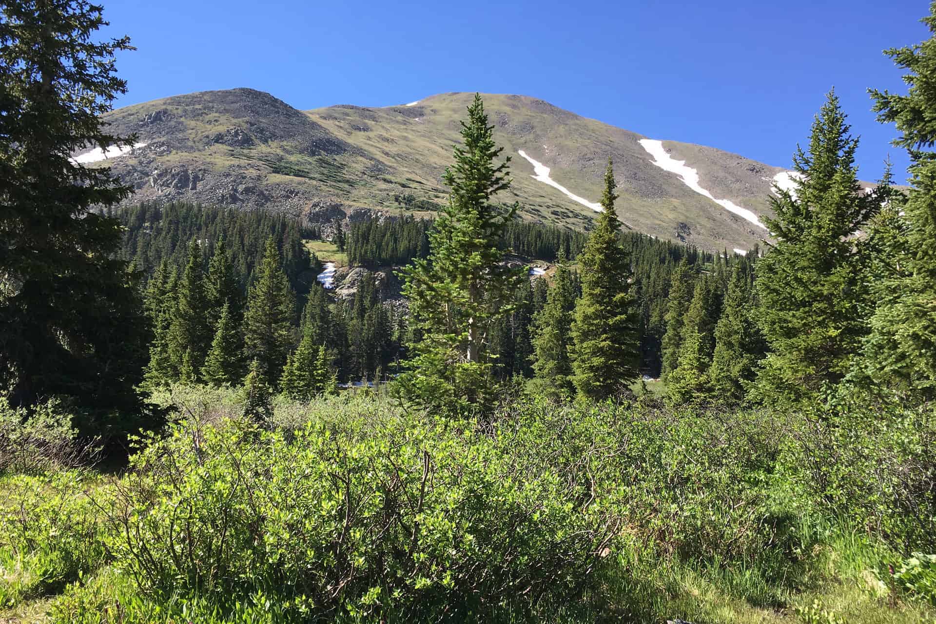 A view through spruce forest toward a rocky mountain peak with patches of snow under a clear blue sky
