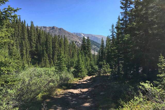 A dirt trail winding through spruce forest toward a rocky mountain ridge under a clear blue sky