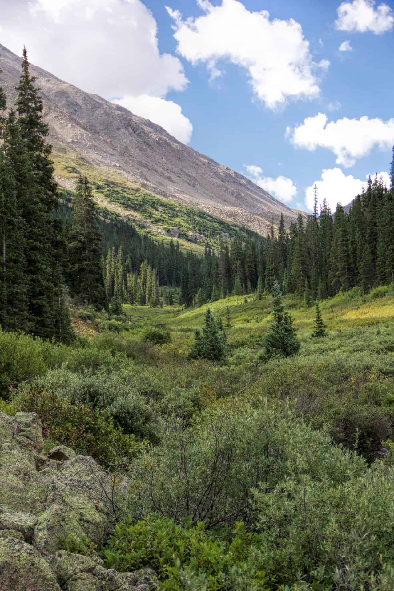 A grassy, willow-lined gulch leading up toward a bare mountain ridge, framed by dense pine forest
