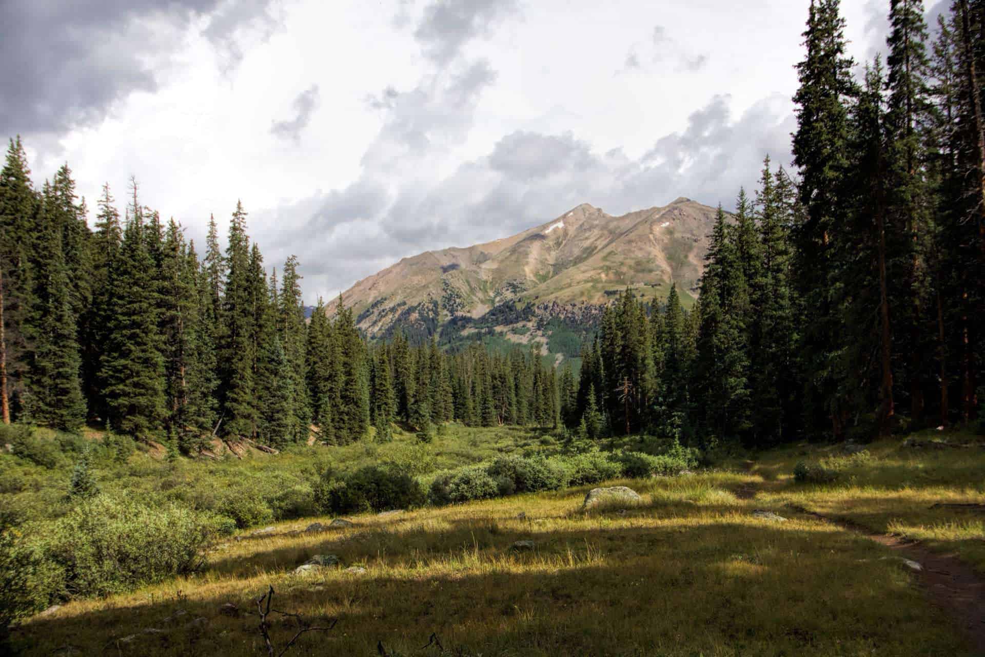 A grassy meadow trail leading through pine forest toward a cloud-covered mountain ridge