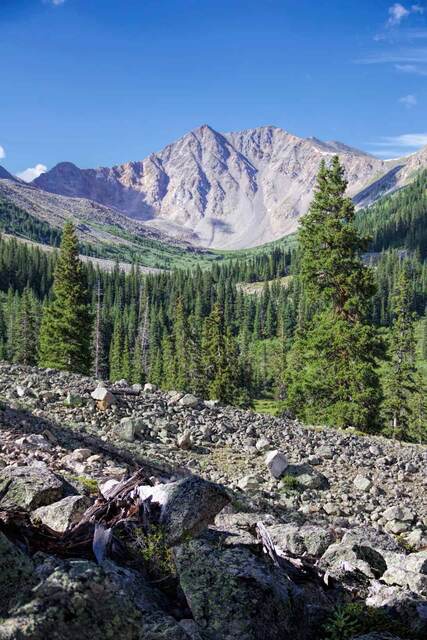 A talus slope in the foreground with pine forest and La Plata Peak's rocky summit rising beyond