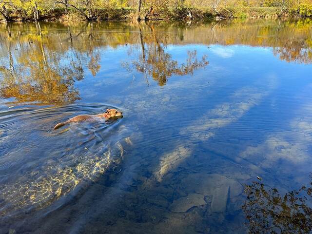 Teddy swimming across the Shenandoah River