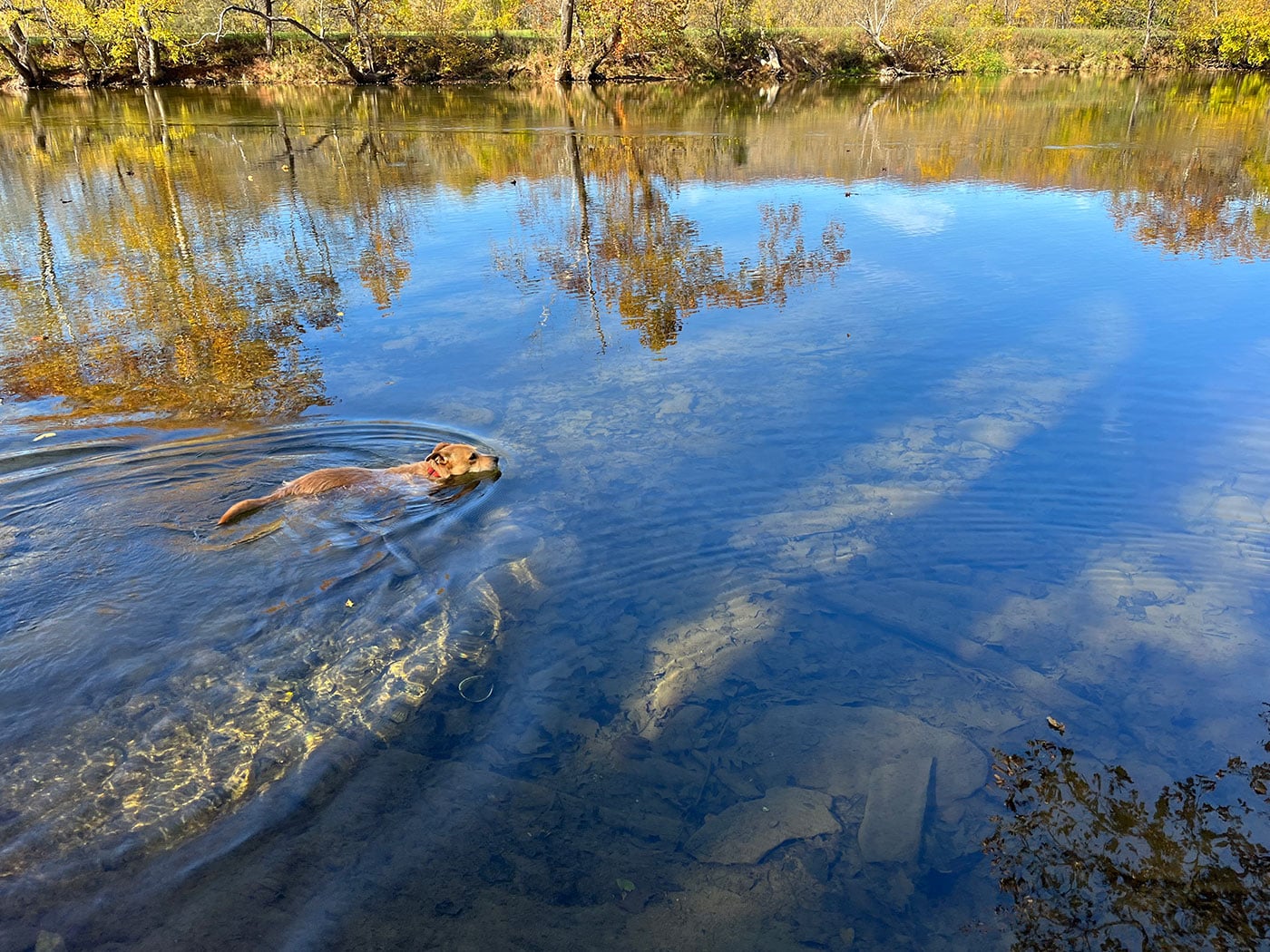 Teddy swimming across the Shenandoah River