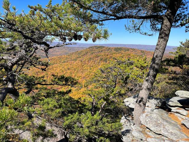 A distant ridge framed by pine branches and pinecones