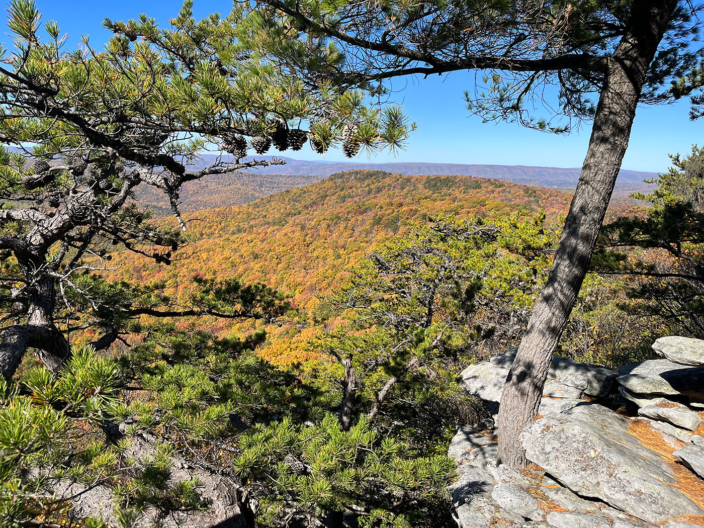 A distant ridge framed by pine branches and pinecones