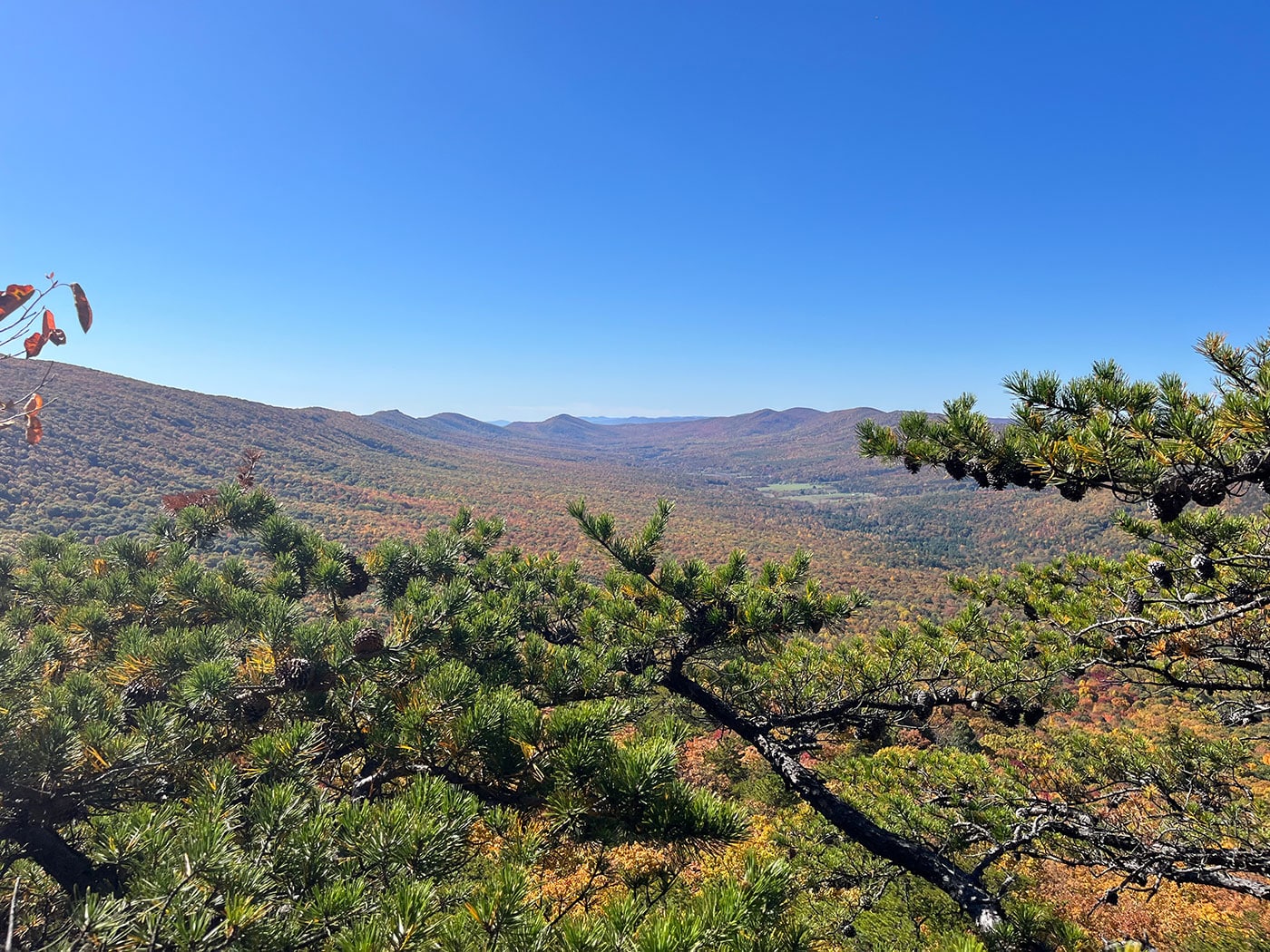 A wide valley view framed by pine branches under a clear sky