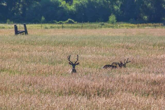 A mule deer buck with antlers standing in a golden grass field near a weathered wooden fence, with two more deer resting nearby