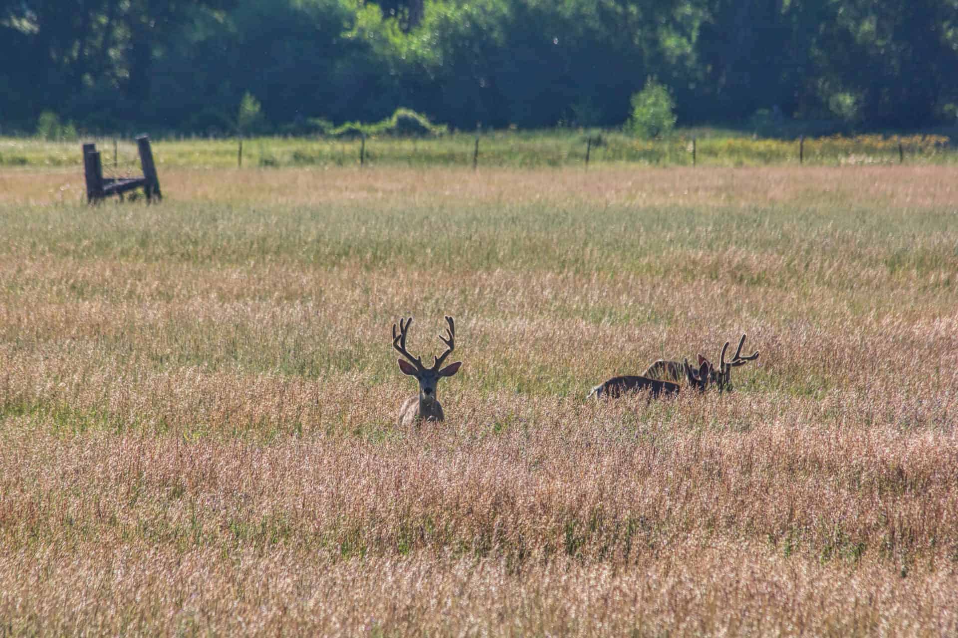 A mule deer buck with antlers standing in a golden grass field near a weathered wooden fence, with two more deer resting nearby