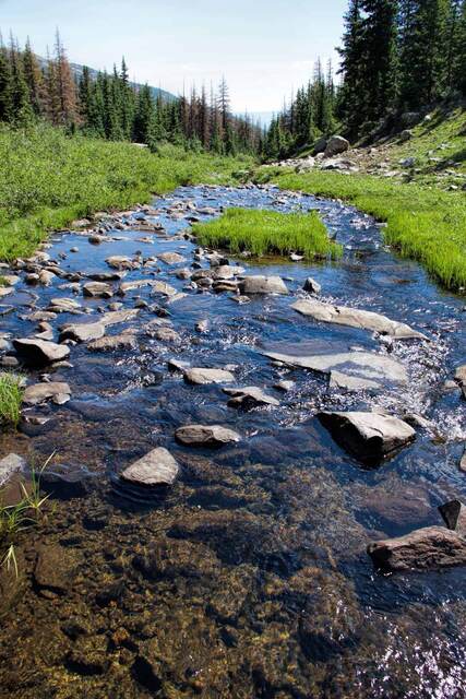 A clear rocky creek winding through a grassy meadow, flanked by pine forest under a blue sky
