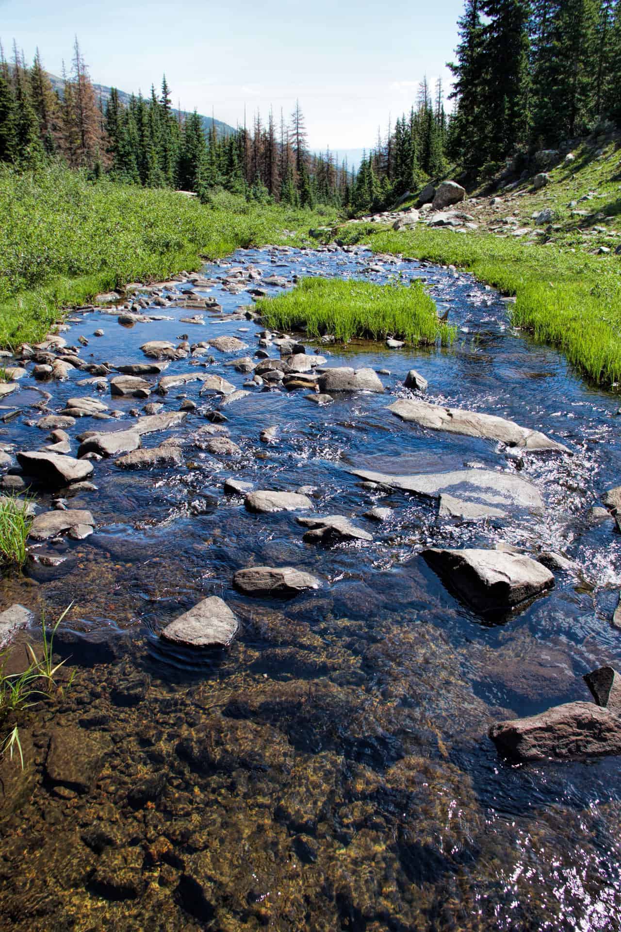 A clear rocky creek winding through a grassy meadow, flanked by pine forest under a blue sky