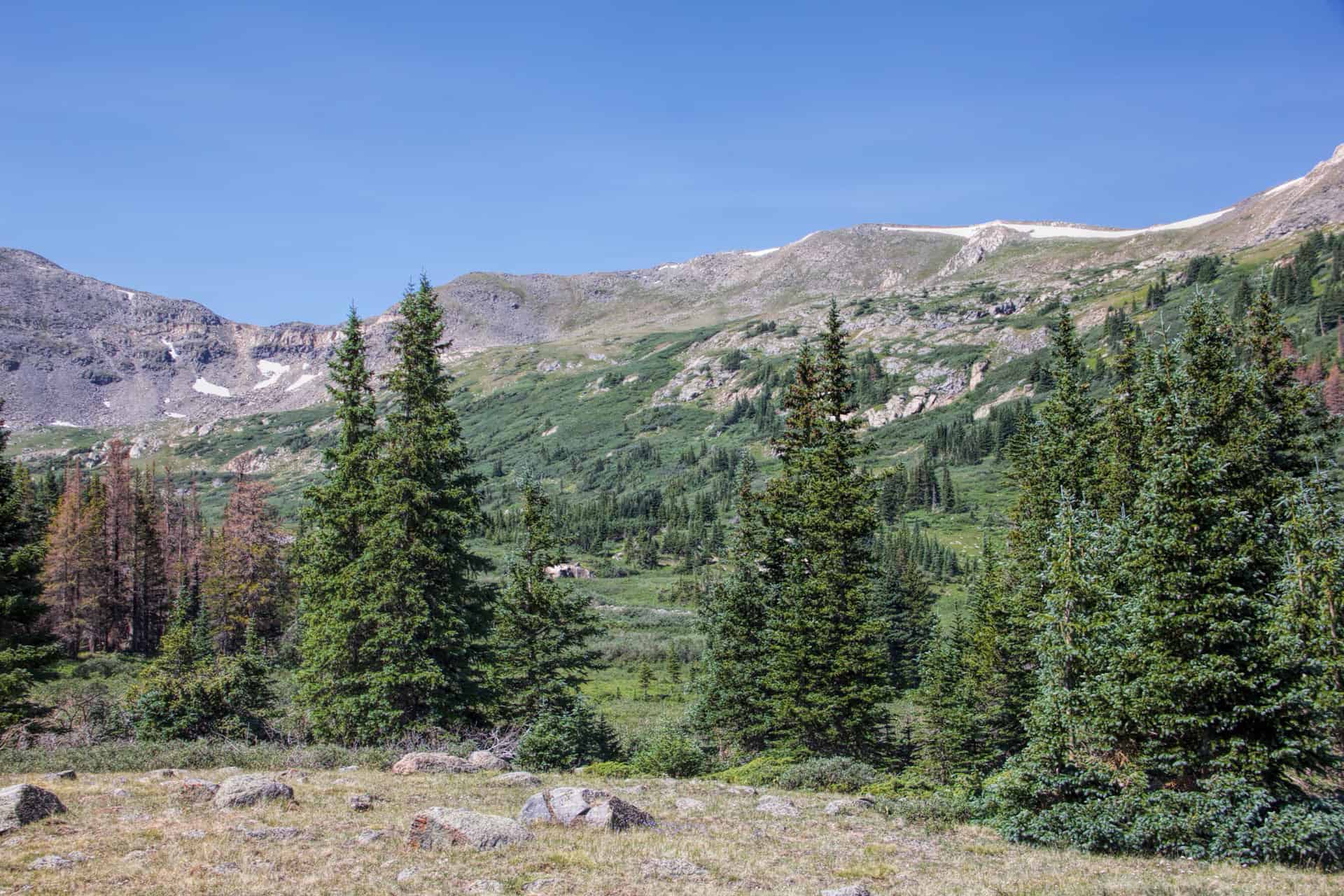 A stand of dead, rust-colored pine trees among healthy green conifers, with rocky peaks in the distance