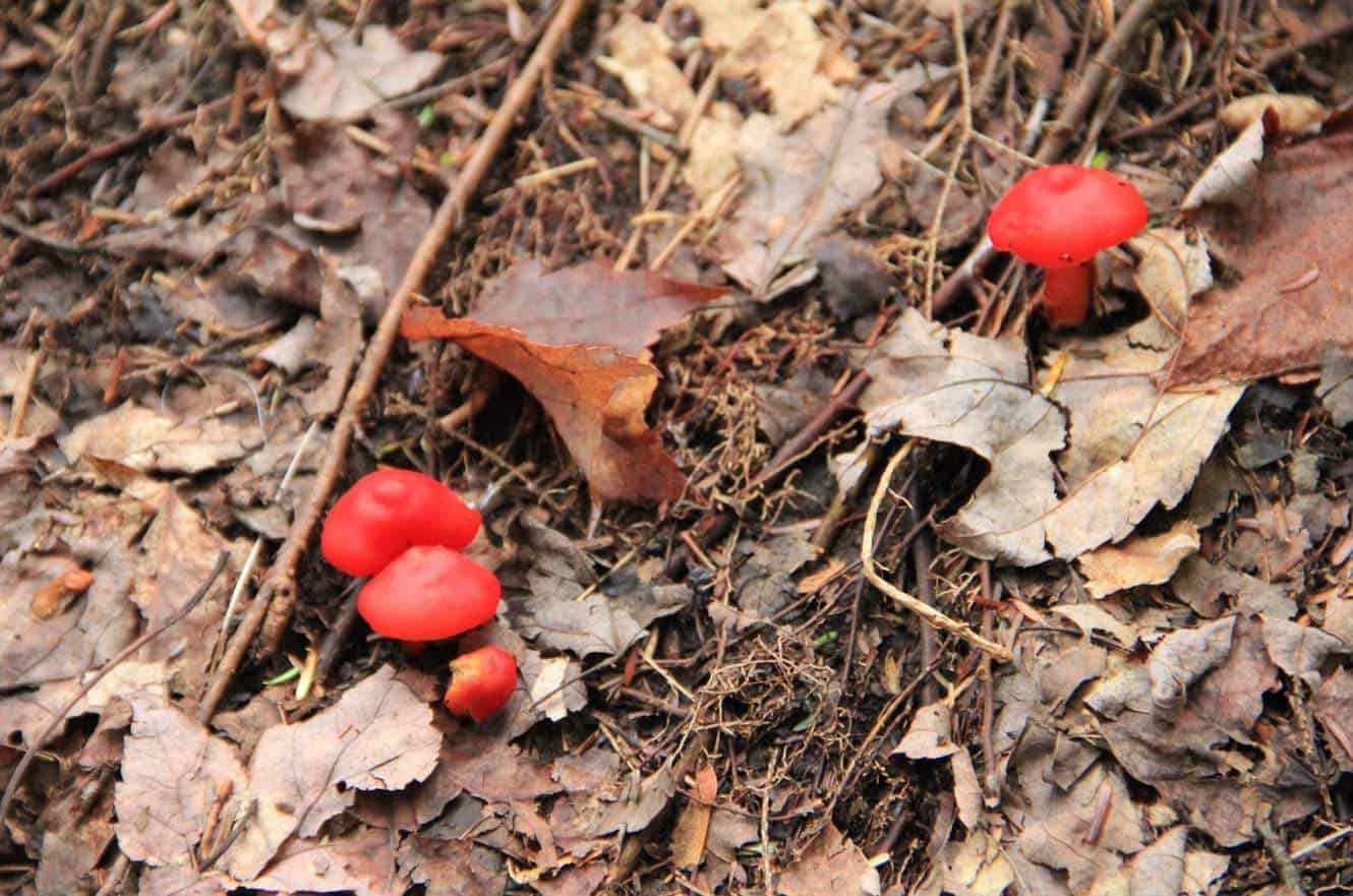 Tiny bright red mushrooms growing among fallen leaves on the forest floor along the trail