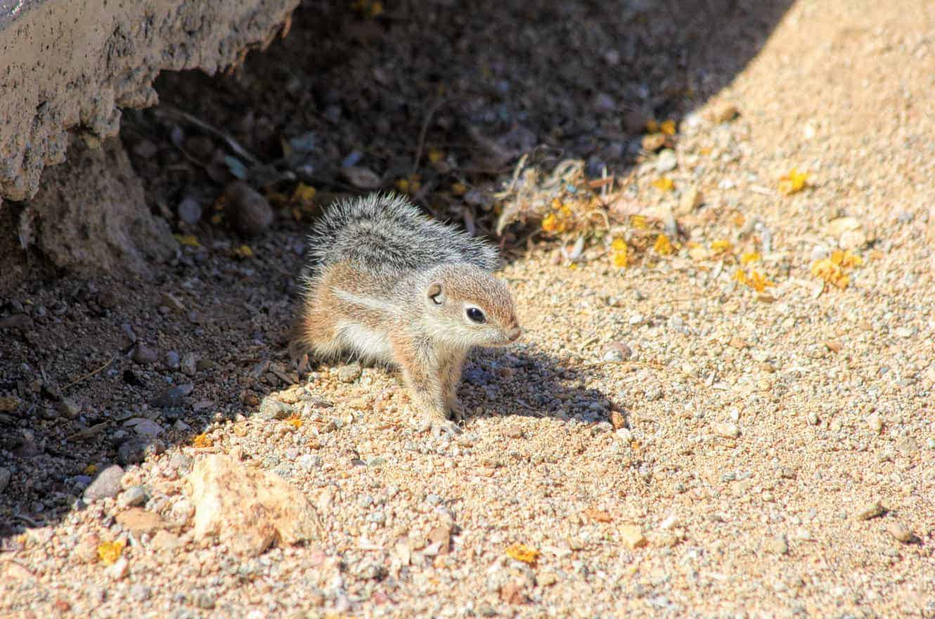 Baby chipmunk