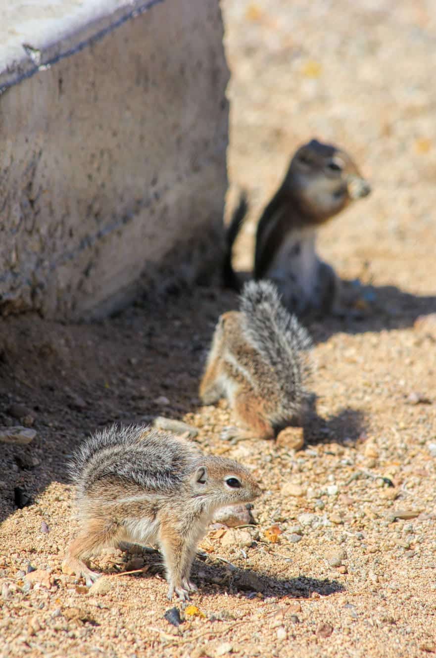 Baby chipmunks - Tucson Arizona