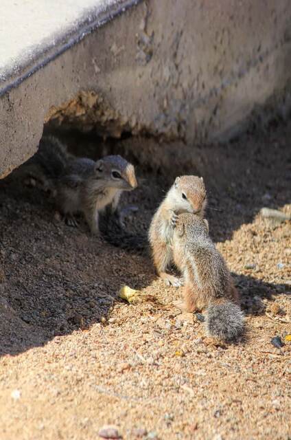 Baby chipmunks - Tucson Arizona