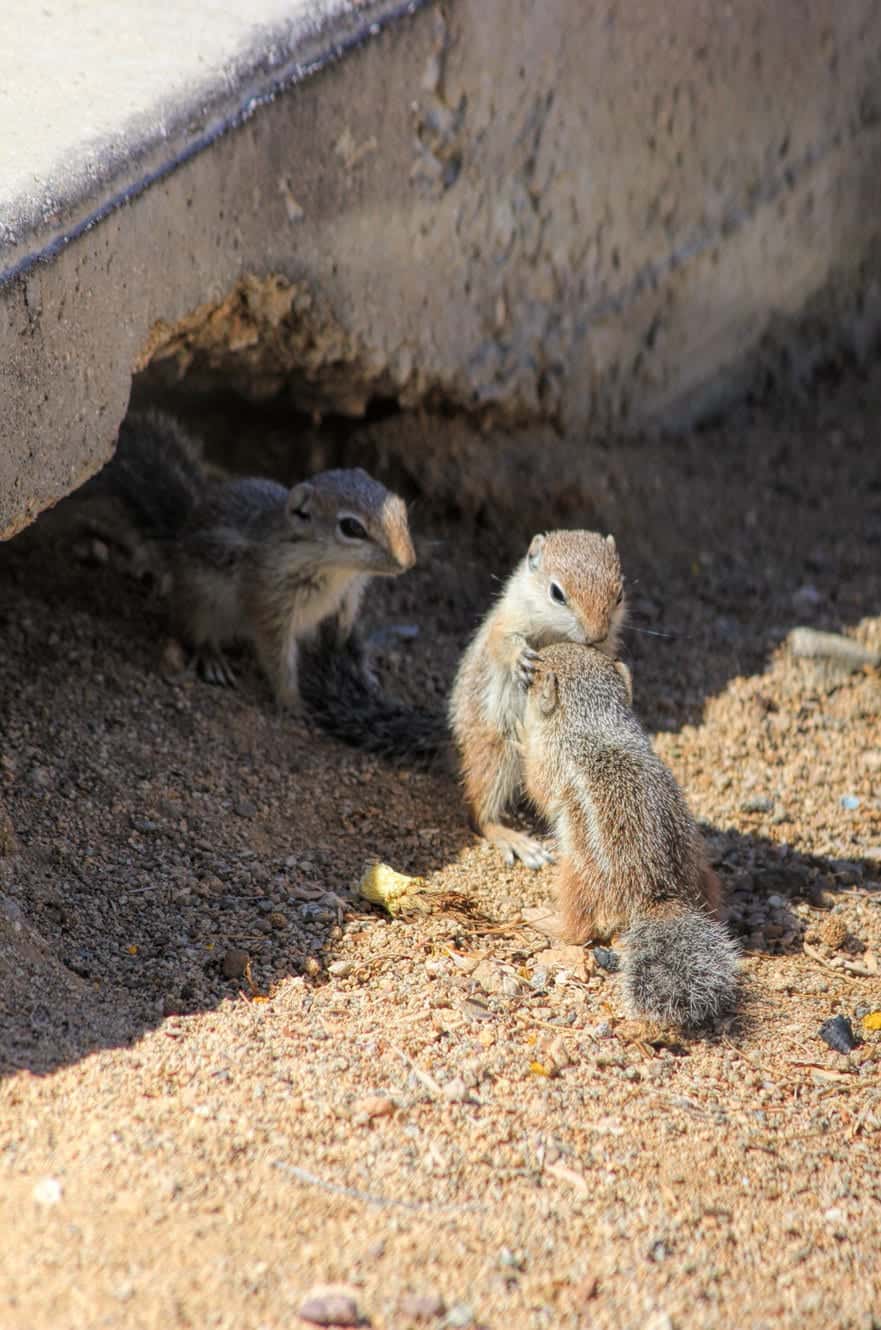 Baby chipmunks - Tucson Arizona