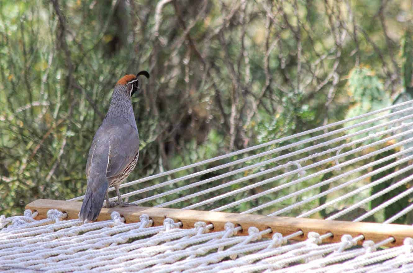 Gambel's Quail