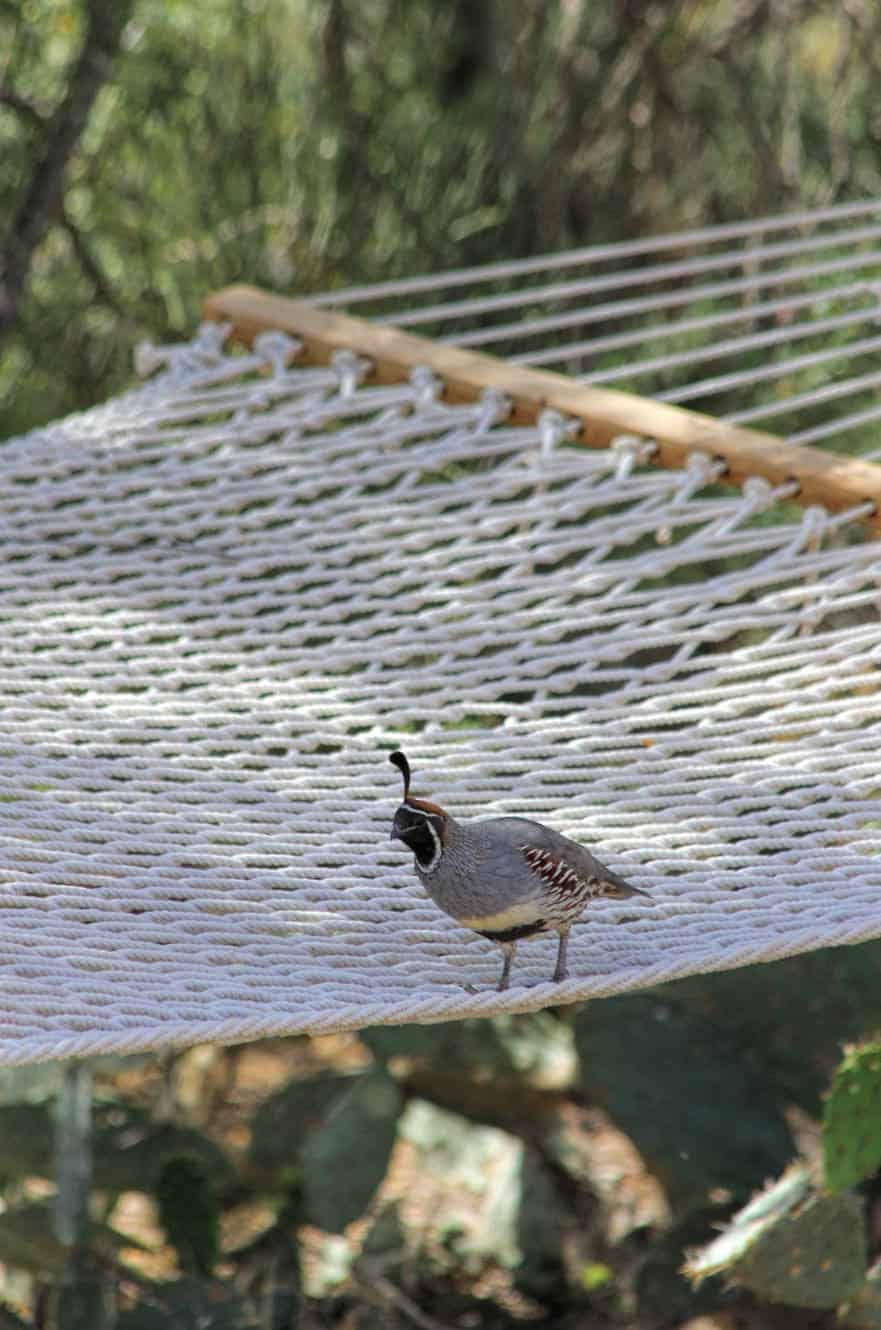 Gambel's Quail