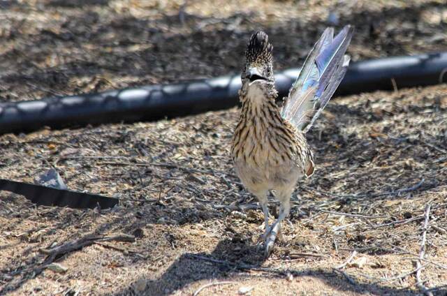 Arizona roadrunner