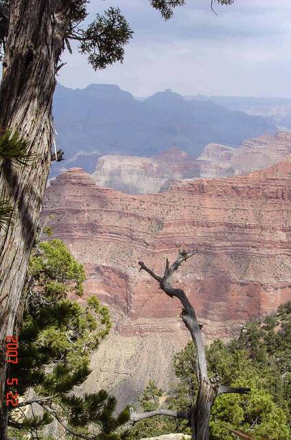 A gnarled dead branch framing layered red canyon walls at the Grand Canyon, seen through juniper trees