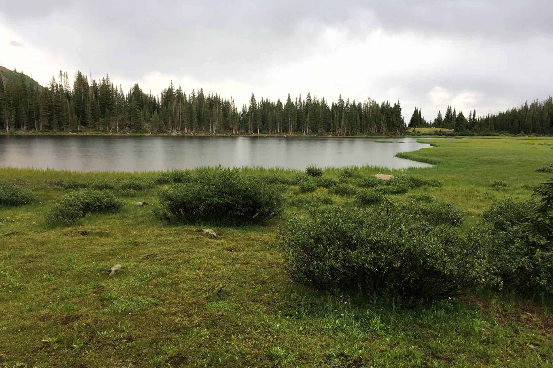 Native Lake with its grassy marshy shoreline and forest treeline, under an overcast sky